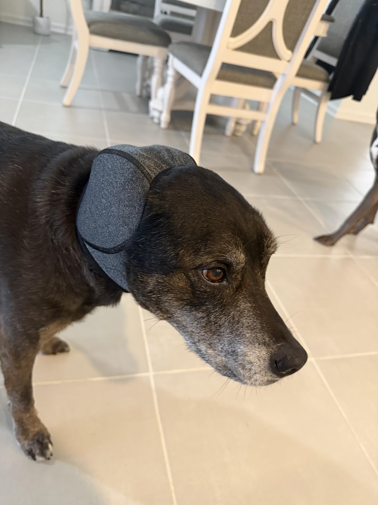 Dog wearing an ear wrap