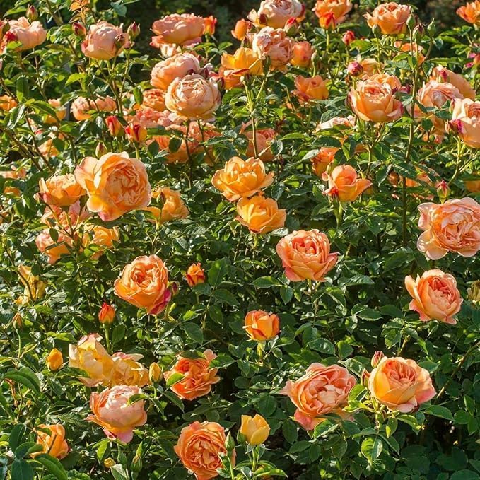 Image of Orange Rose Vine Live चढ़ाई गुलाब Climbing English Veriety Plant Creeper of May Queen (Rosa May Queen) Rose Orange Color Flower For Home Garden and Office Deco (ORANGE ROSE FLOWER PLANT)