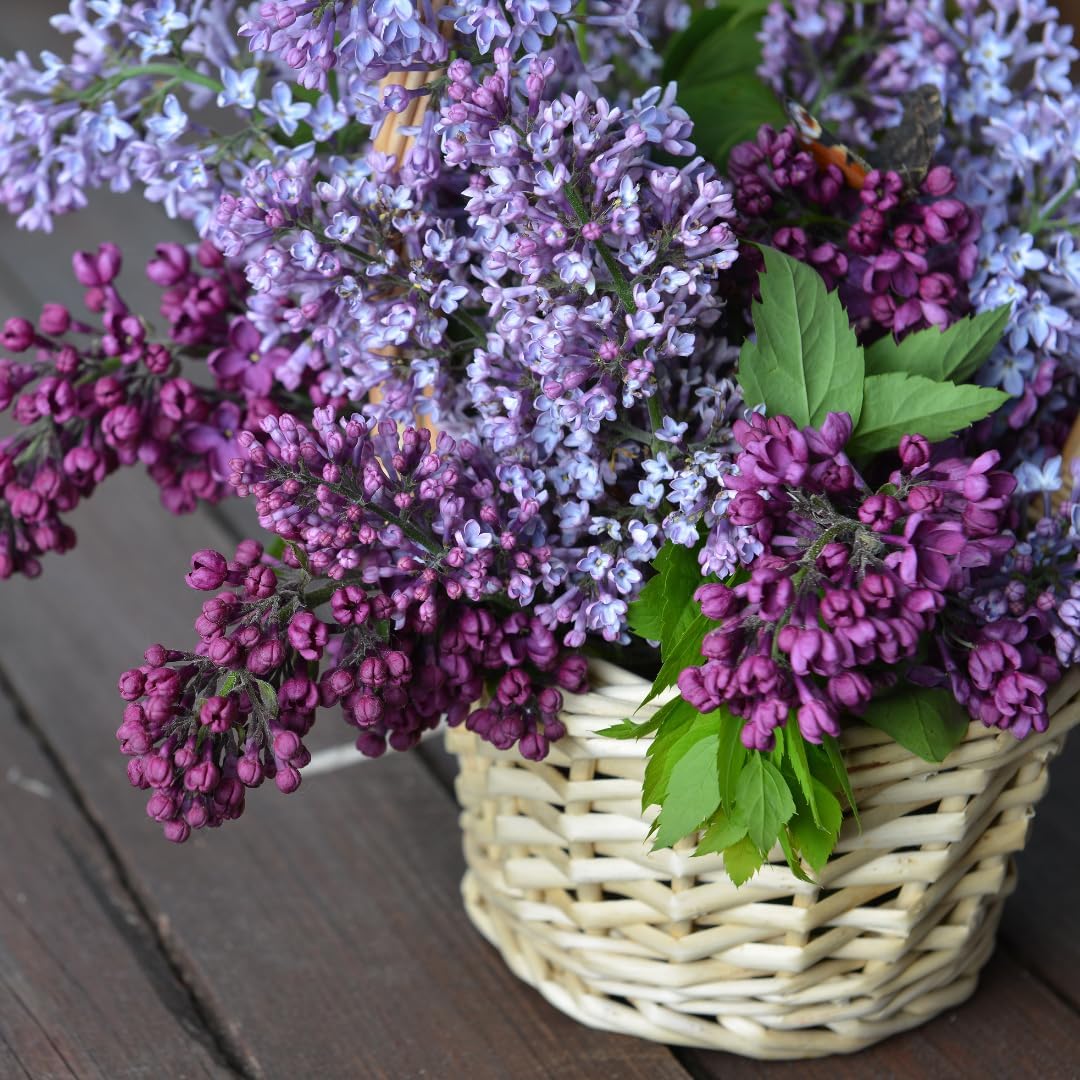 Double Blue Lilac Bushes Ready to Plant, Dormant Syringa Lilac Tree Live Plant, Springtime Blooms Soft Yellow Color in 4" Pot