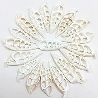 Vista 6 de PEPPERLONELY 20 piezas de conchas marinas mixtas de corte central, 2 pulgadas ~ 3 pulgadas