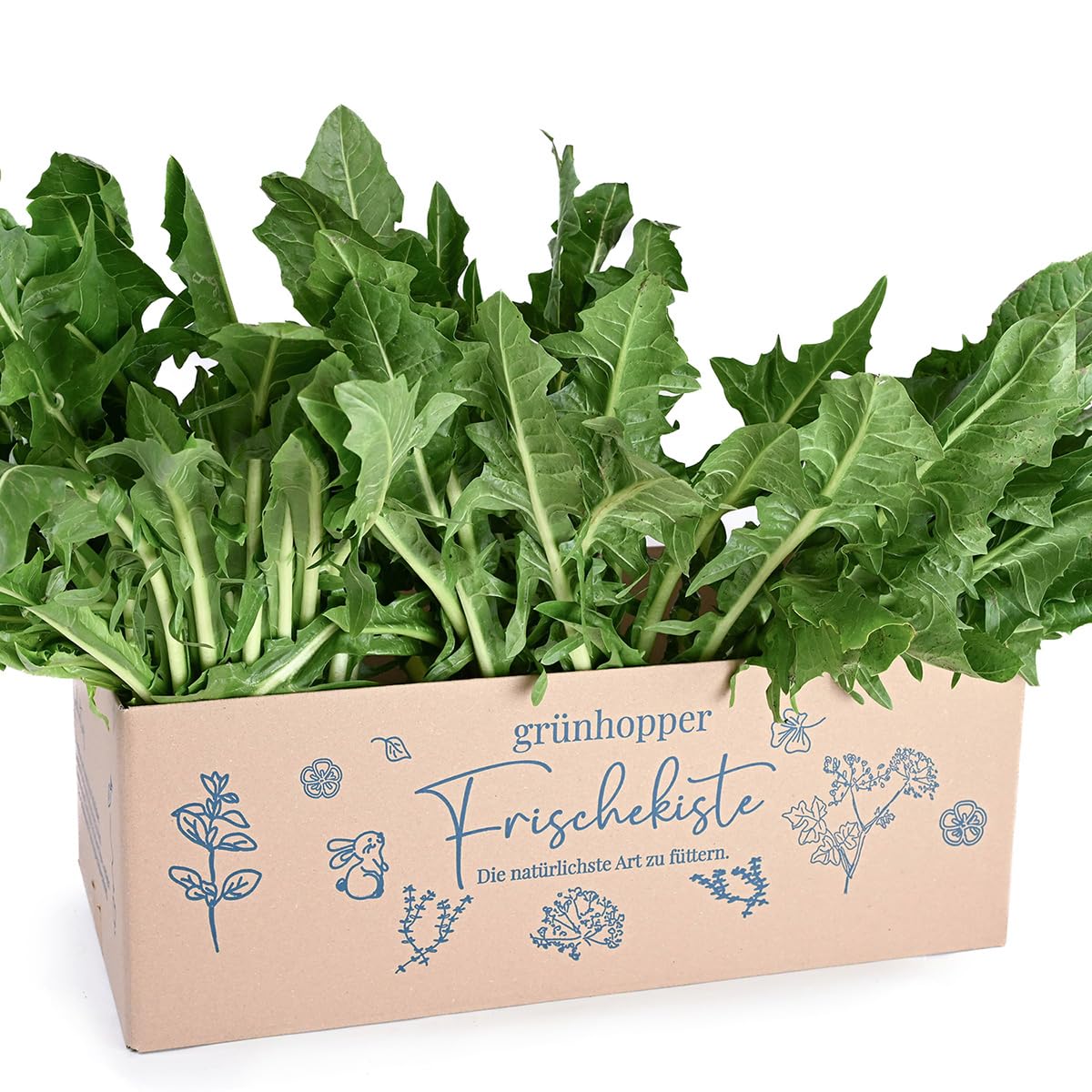 Frischekiste Löwenzahn 3 kg grünhopper Frischebox