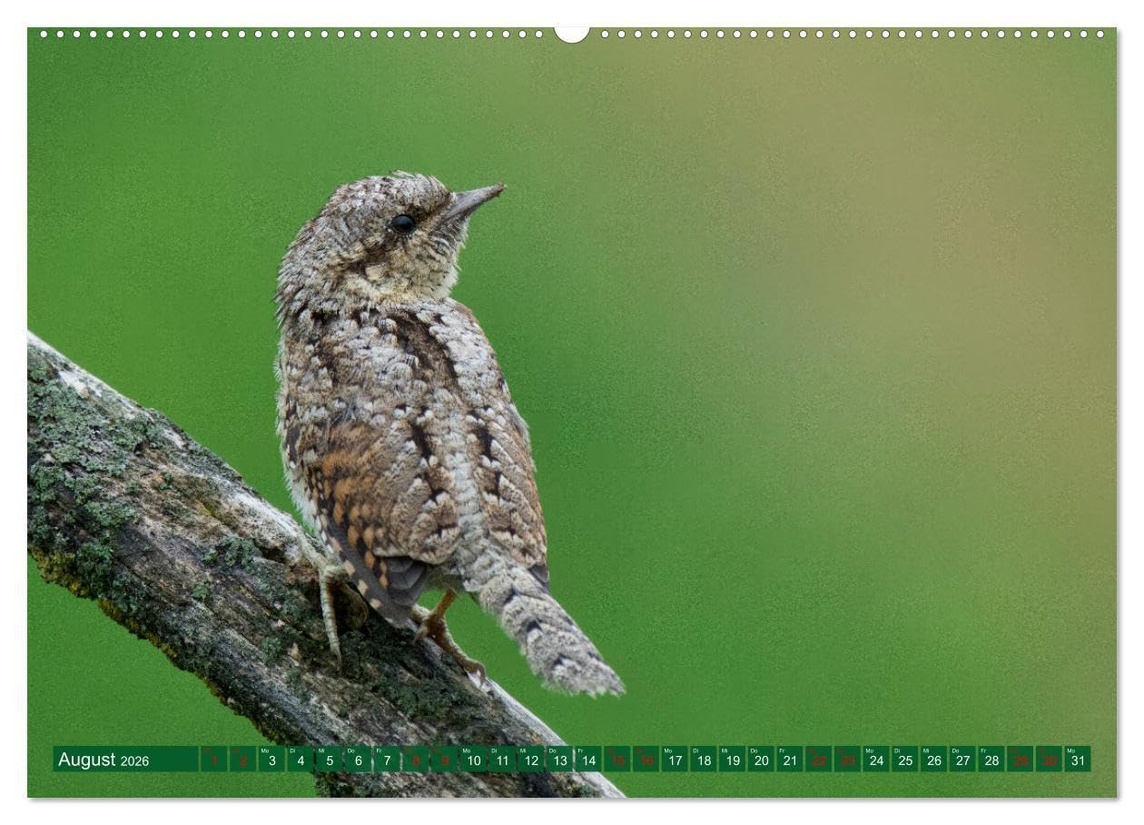 Geliebtes Federvieh (Wandkalender 2026 DIN A2 quer), CALVENDO Monatskalender: Eine Sammlung von Vogel-Fotografien, unterschiedlicher Arten und Familien. (CALVENDO Tiere)