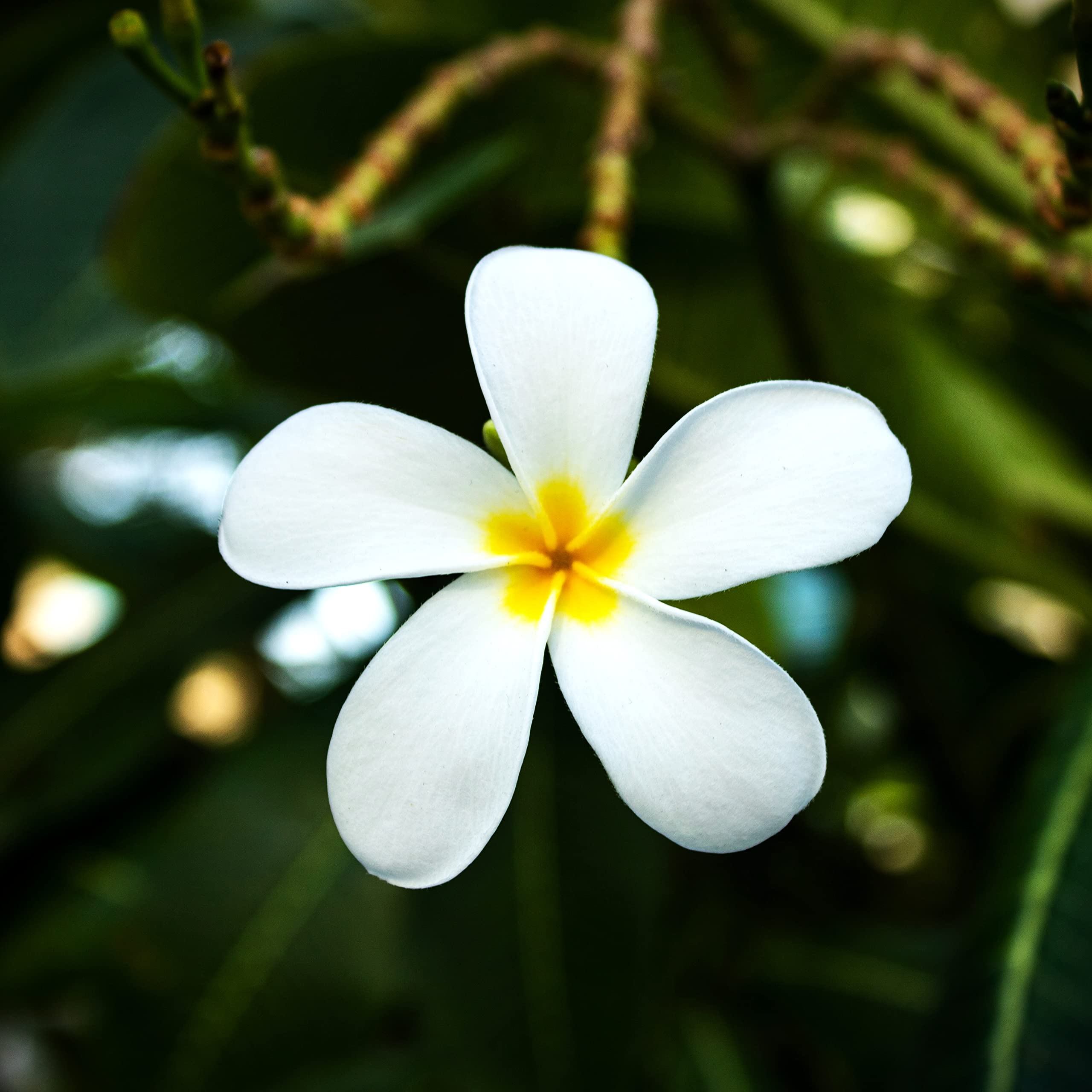 HN Organics White Frangipani Plant | Champa Plant | Plumeria Flower Plant with Pot for Outdoor Home | Balcony Garden (B0B3YBG7N4) Amazon Price History, Amazon Price Tracker