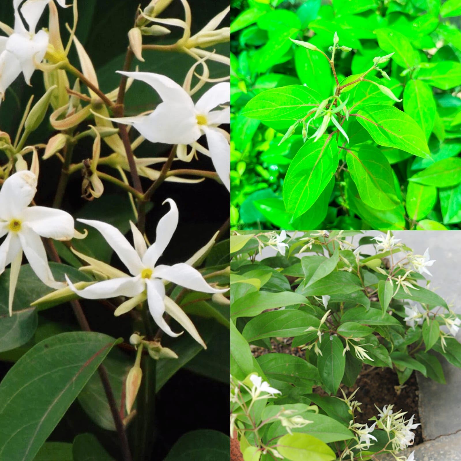 Java Olive Tree Live Plant (Pack of 2 Live Plant) : Amazon.in