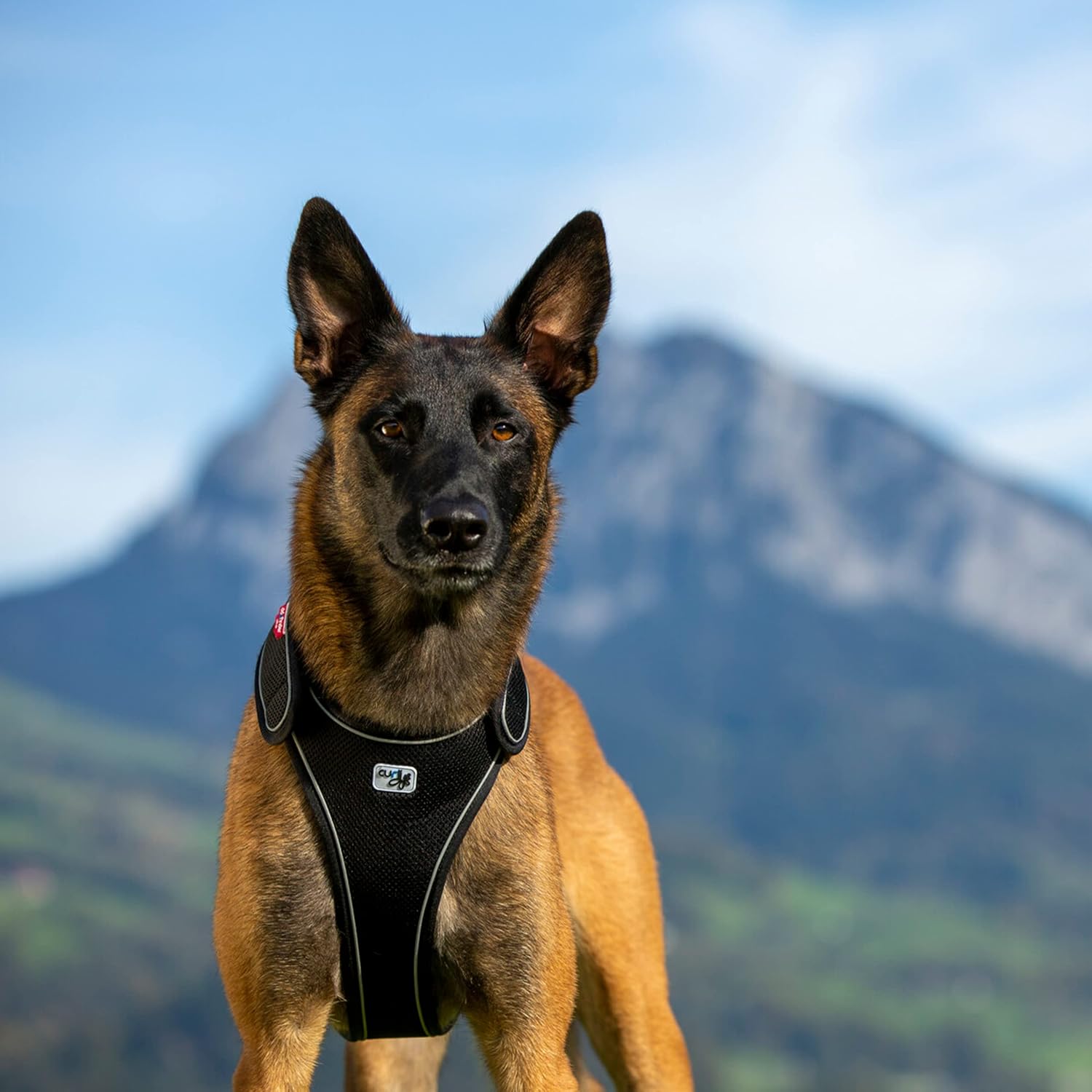 Belka Harness Black M