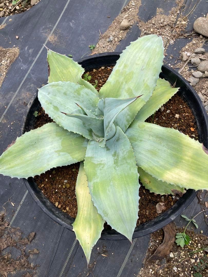 耐寒性アガベ オバティフォリア斑入りドワーフドライガーデン多肉