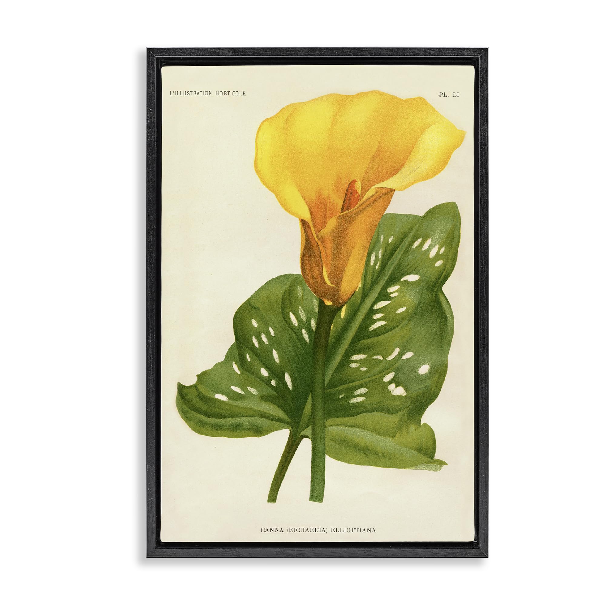 Stupell Industries Yellow Canna Lily Botanical Wall Art, Vintage Floral Leaf Decor for Living Room, 20 x 30 Inch Gallery Wrapped Canvas Wall Art in Floater Frame, by Print Collection, Made in USA Gift