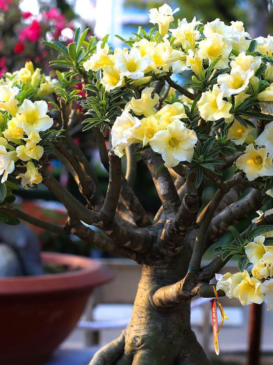 Desert Rose Adenium Bonsai Plant, 3 Years Old, Multi-Petal Hybrid, Red-Yellow Flowers, Pack of 4-image-21