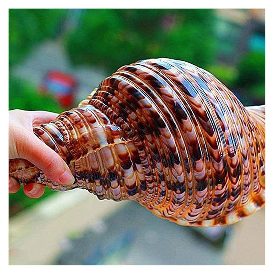 貝殻いろいろ 71th1aRVVjL._UF894,1000_QL80_.jpg