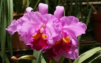 HAWAIIAN CATTLEYA ORCHID PLANTS  GROW HAWAII