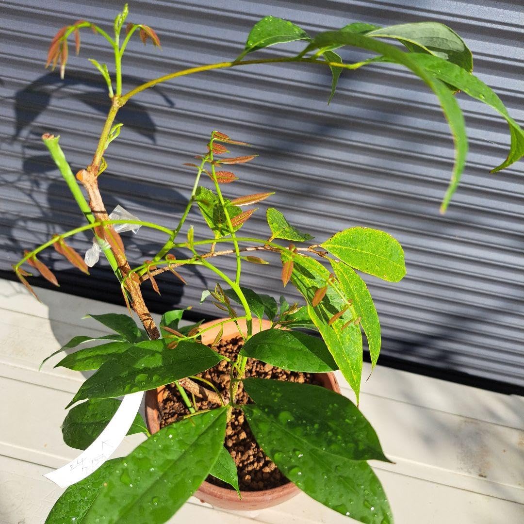 ライチ取り木苗、ピンクウエイメイ種、1年生 ライチ苗 クエイメイピンク 8 ライチ取り木苗、ピンクウエイメイ種、1年生 ライチ苗 クエイメイピンク 8