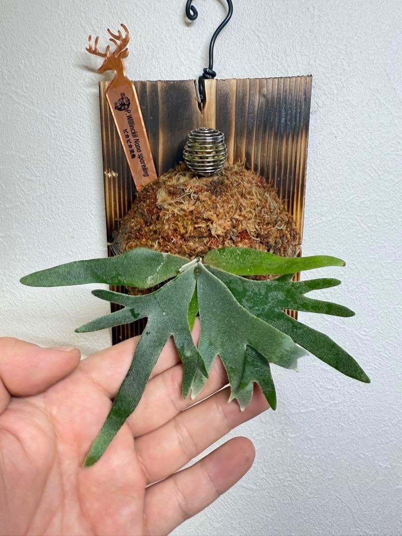 Gen様専用 特大サイズ」ビカクシダ P. Nano spore 焼き板付け Gen様専用 特大サイズ」ビカクシダ P. Nano spore 焼き板付け