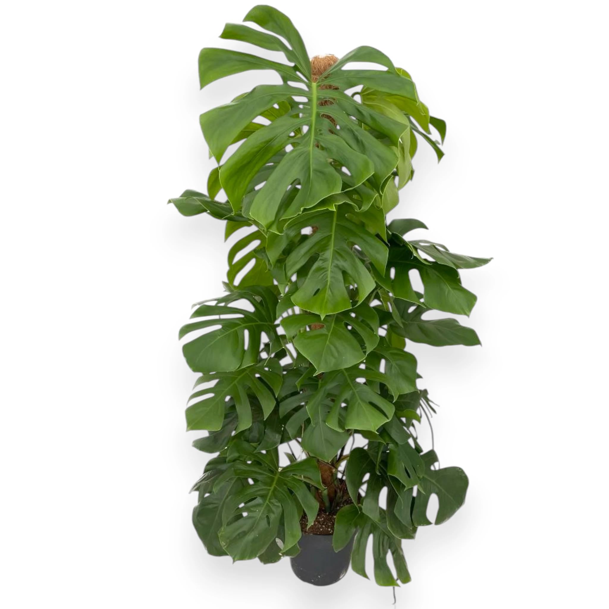 Monstera deliciosa, Mostera pianta vera da interno, vaso da 34 cm, Facile da coltivare (145-155 cm)
