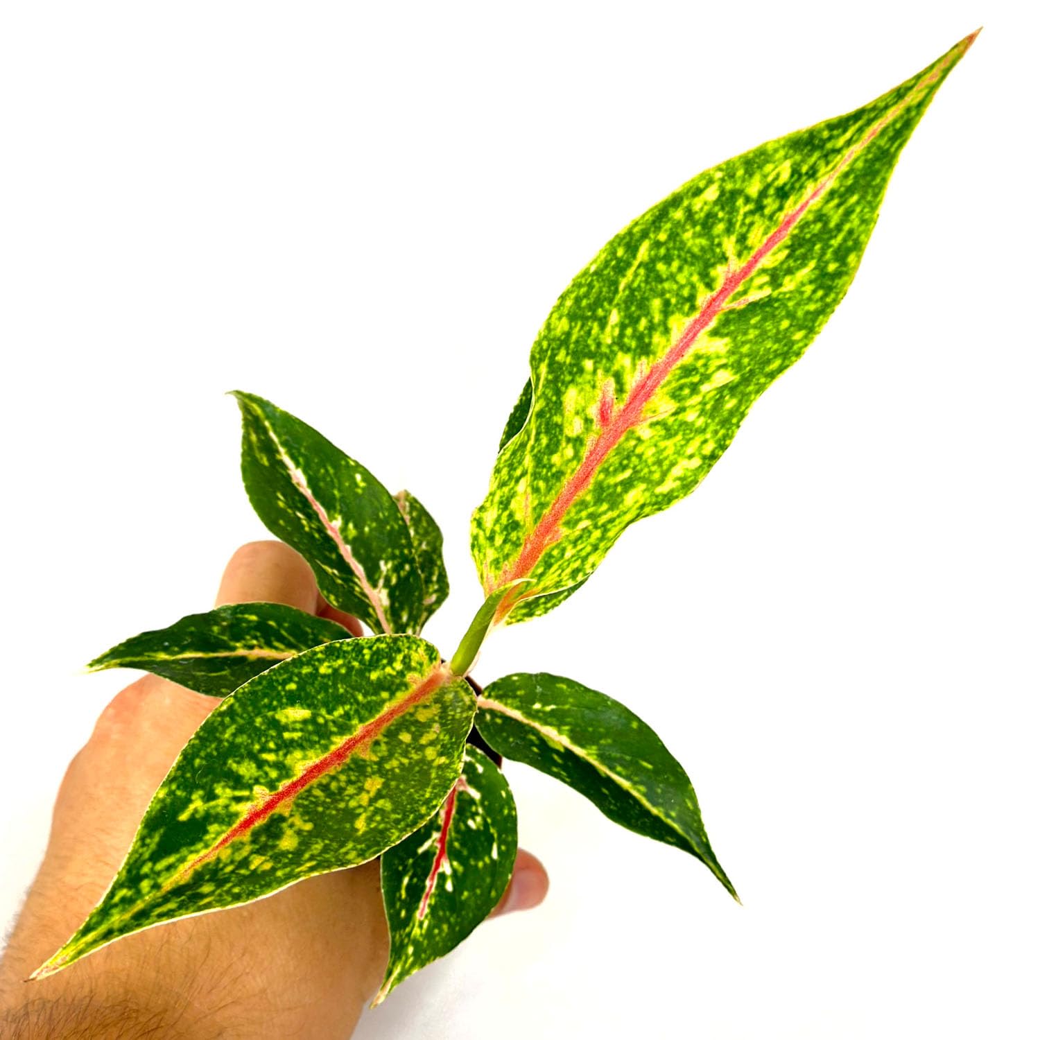 朝方まで処分価格限定【Weed】Aglaonema pictum 朝方まで処分価格限定【Weed】Aglaonema pictum 朝方まで処分