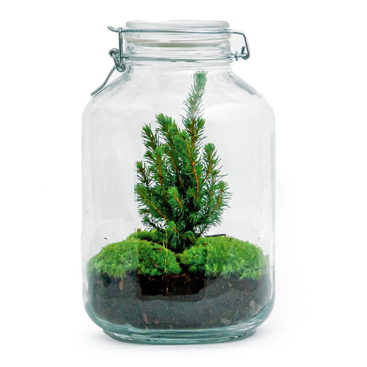urbanjngl - Planten Terrarium im Glas - Weihnachtsbaum - Selbstregulierendes Ökosystem - Höhe 28 cm - Dekoratives Pflanzenarrangement für Ihr Zuhause