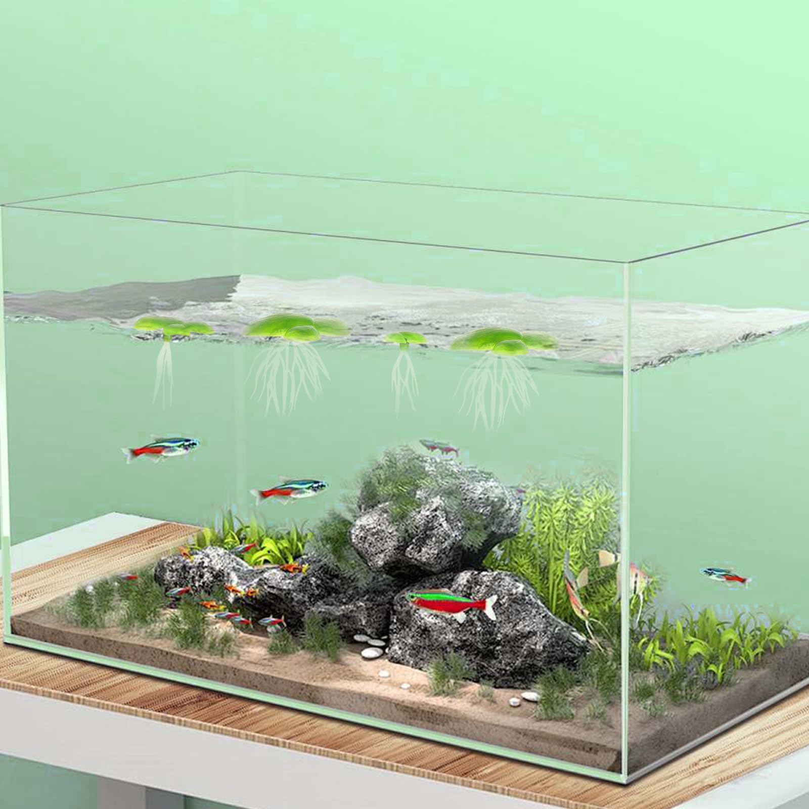 Lot de 2 paquets de 36 lentilles d'eau au total - Mini étang - Plantes flottantes - Décoration d'aquarium - Mini étang