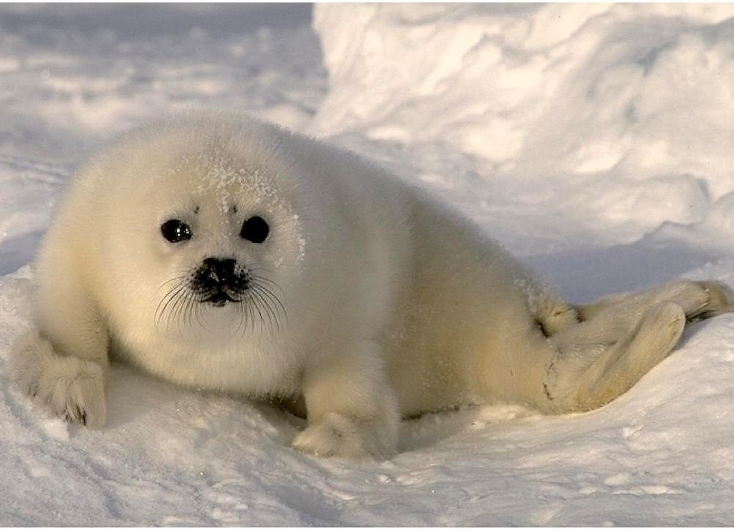 CafePress Baby Seal Pillow Case Standard Size Pillowcase, Lumbar Pillow Cover Microfiber