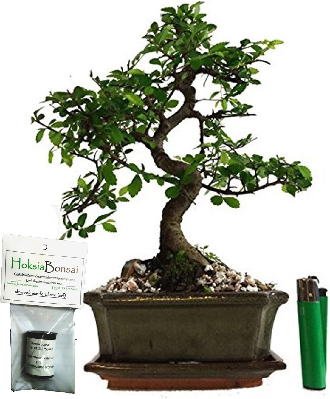 Chinese elm Basic Indoor/Outdoor Bonsai Tree +Free Food (ce15sFF)