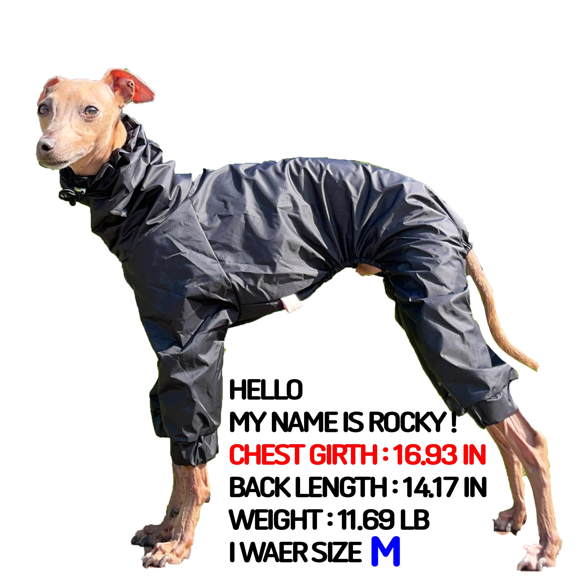 D Doggy Star Italian Greyhound Raincoat Waterproof Jacket Windbreaker Clothes Whippet for Dog (M,Raincoat Black)