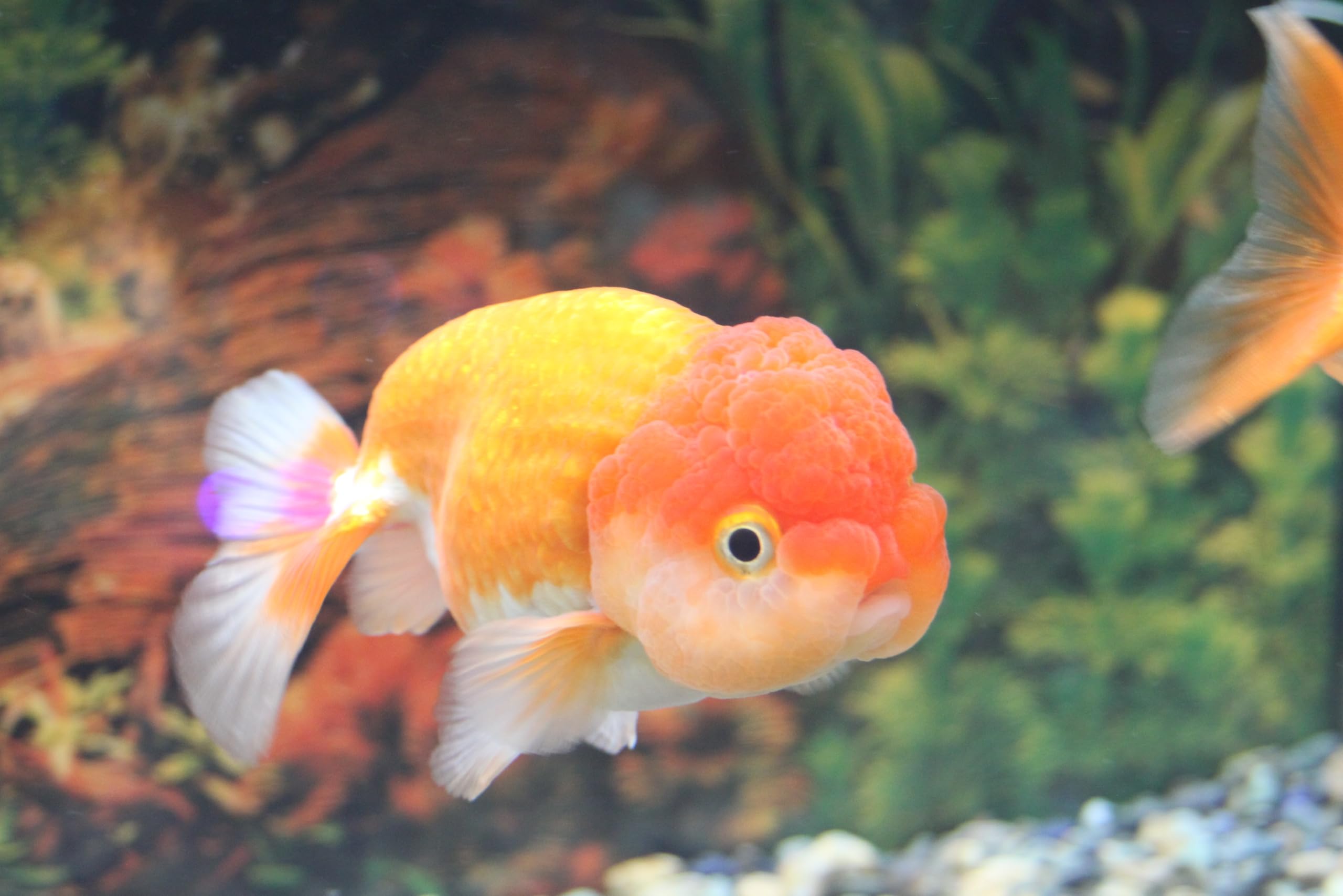 特選金魚○弥富産！○超特大！更紗らんちゅう♂1尾○約17