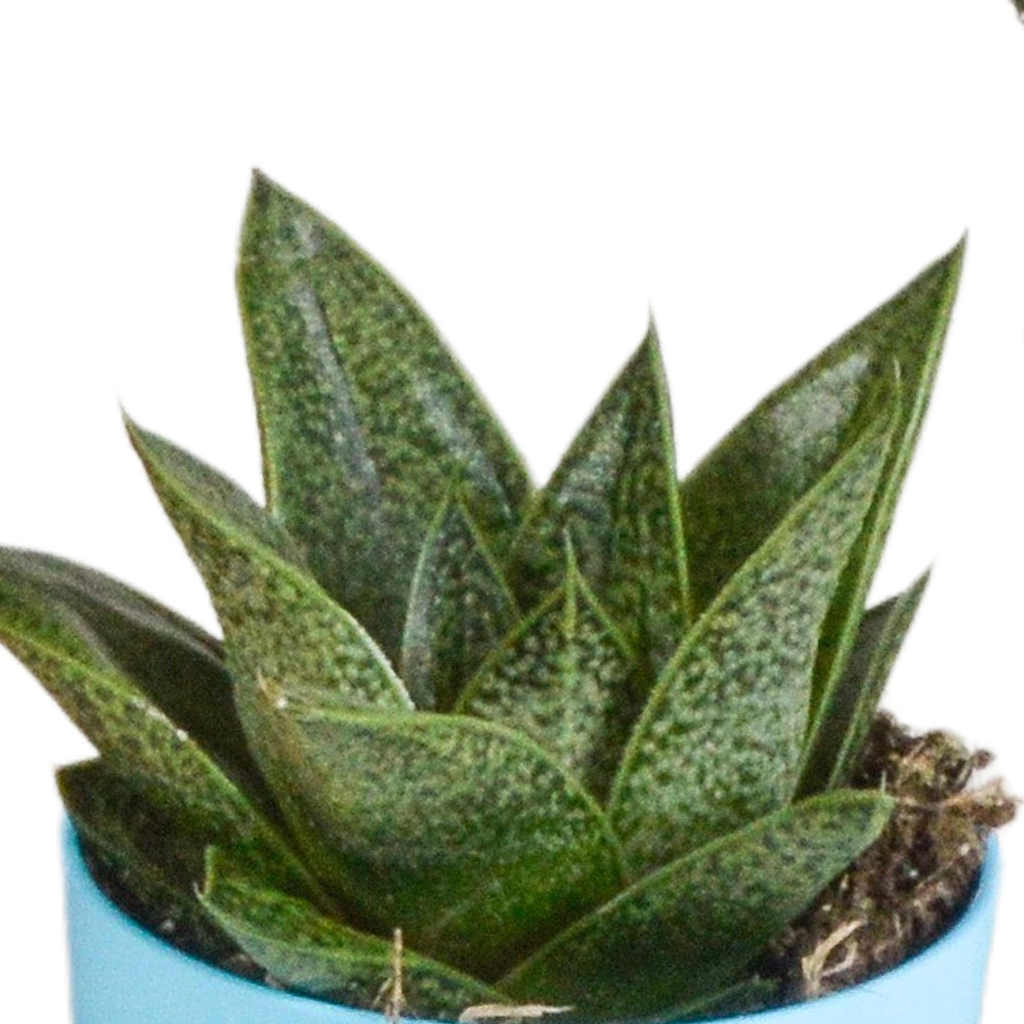 Mix Piante Grasse Gasteria Haworthia, Vaso Plastica Legno, Set da 5, 5.5cm