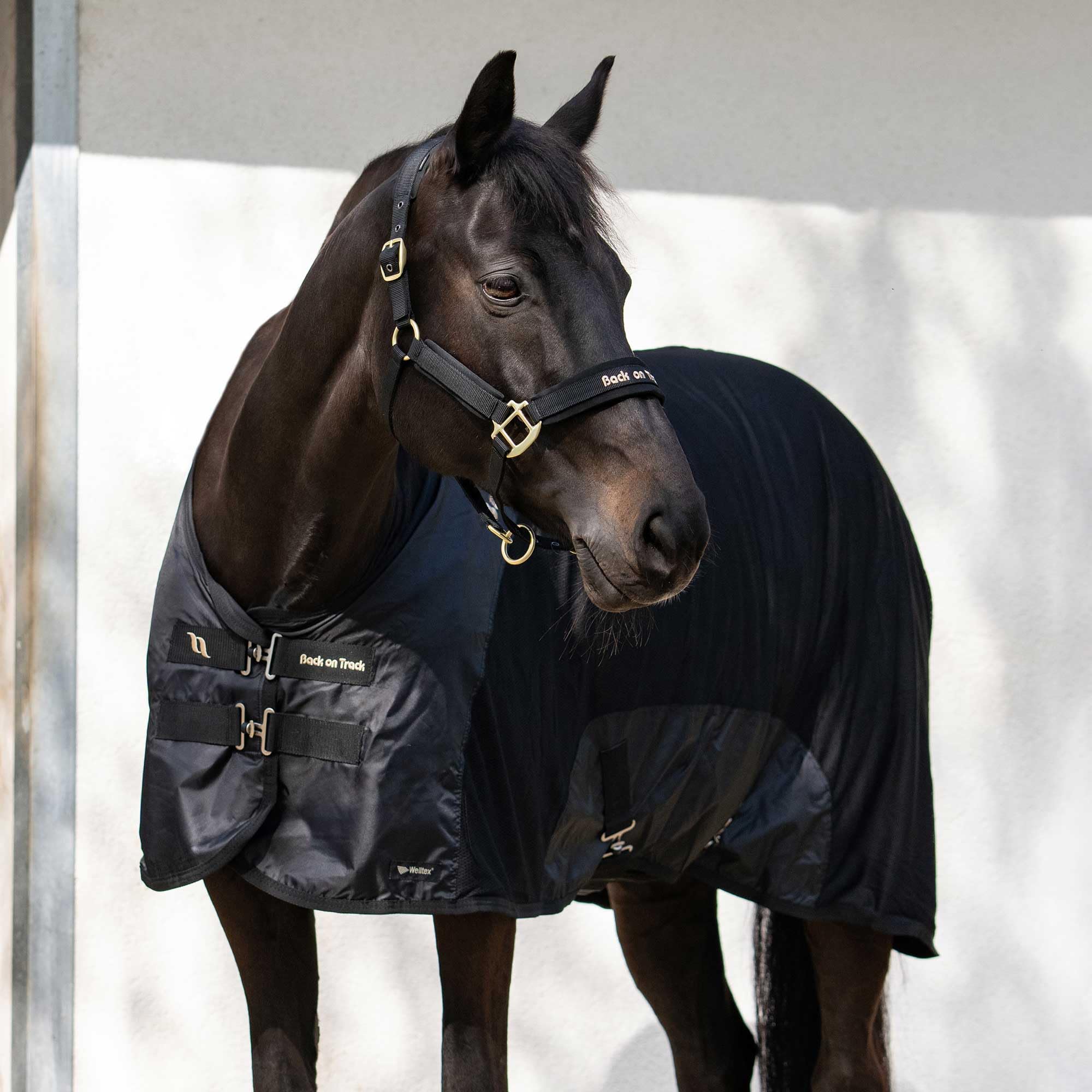 Amazon.com: Back on Track Royal Mesh Sheet Deluxe - Equestrian 