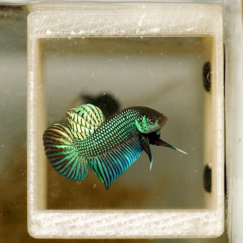 BWAquatics Betta Fish Cave Hideout – Breeding Crib & Bubble Nest Tunnel for Wild Bettas – Aquarium Decor, Enrichment Toy & Fish Tank Accessories