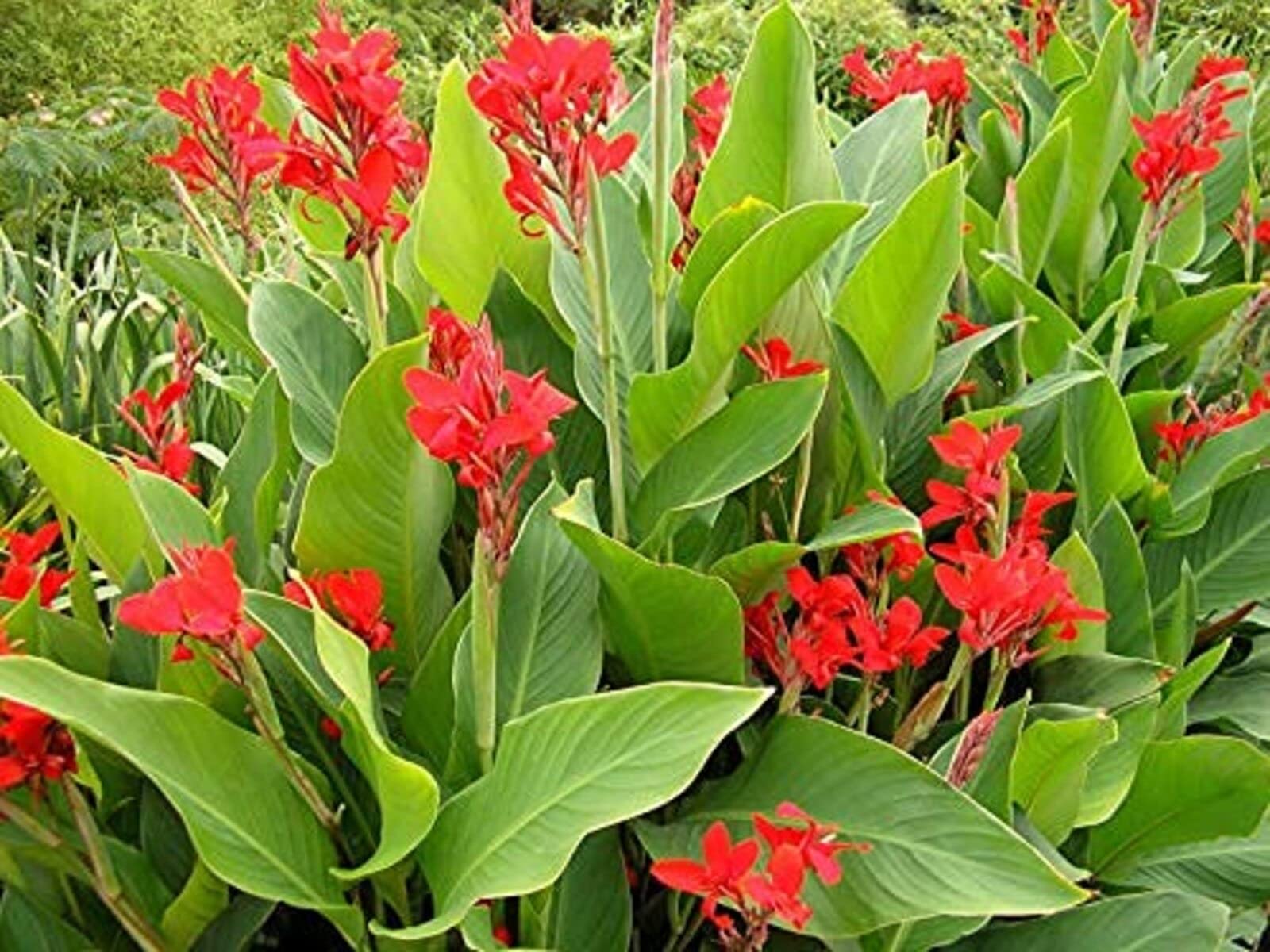 SRI SAI FORESTRY - Canna Lilys (Canna Indica) Flower Seeds (Mixed Color Flowers, For Home Garden, Terrace, Balcony, Home Decoration, All Season India) (B09FF8D5X6) Amazon Price History, Amazon Price Tracker