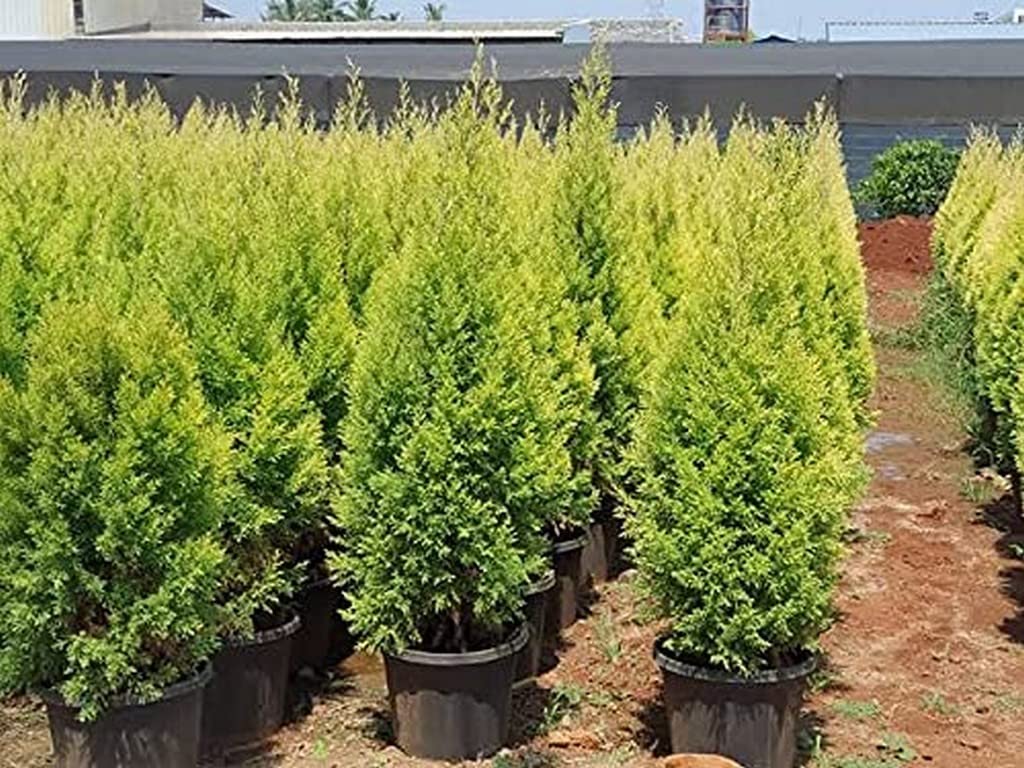 OhhSome Live Lemon Scented Goldcrest/Monterey Cypress Tree, Pine (Healthy Plant)