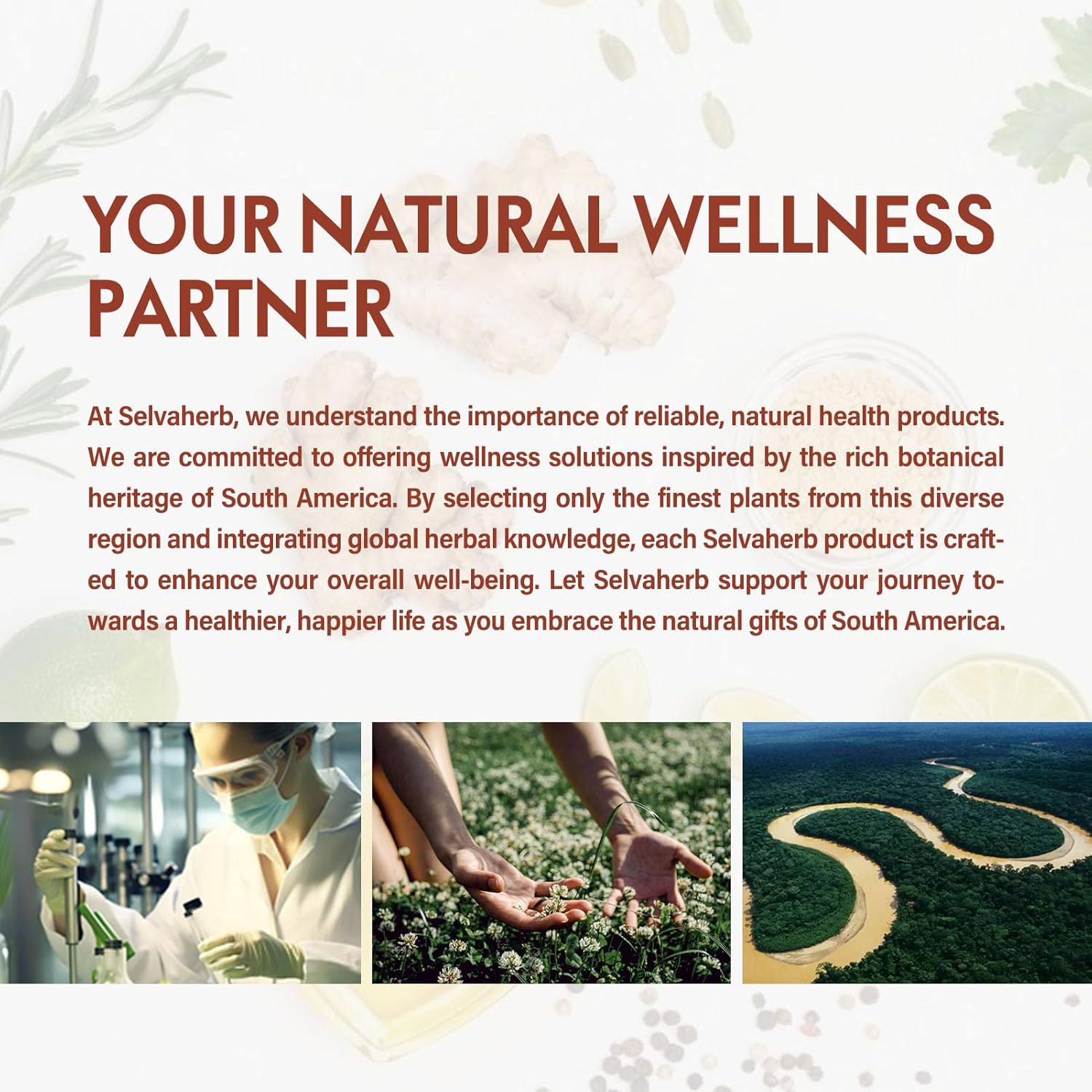 Yellow Dock Root Organic Drops for Liver Health Support, Body Detox & Immunity Boost Herbal Supplements with Milk Thistle Dandelion Chicory Echinacea Extract. 2oz - Image 7