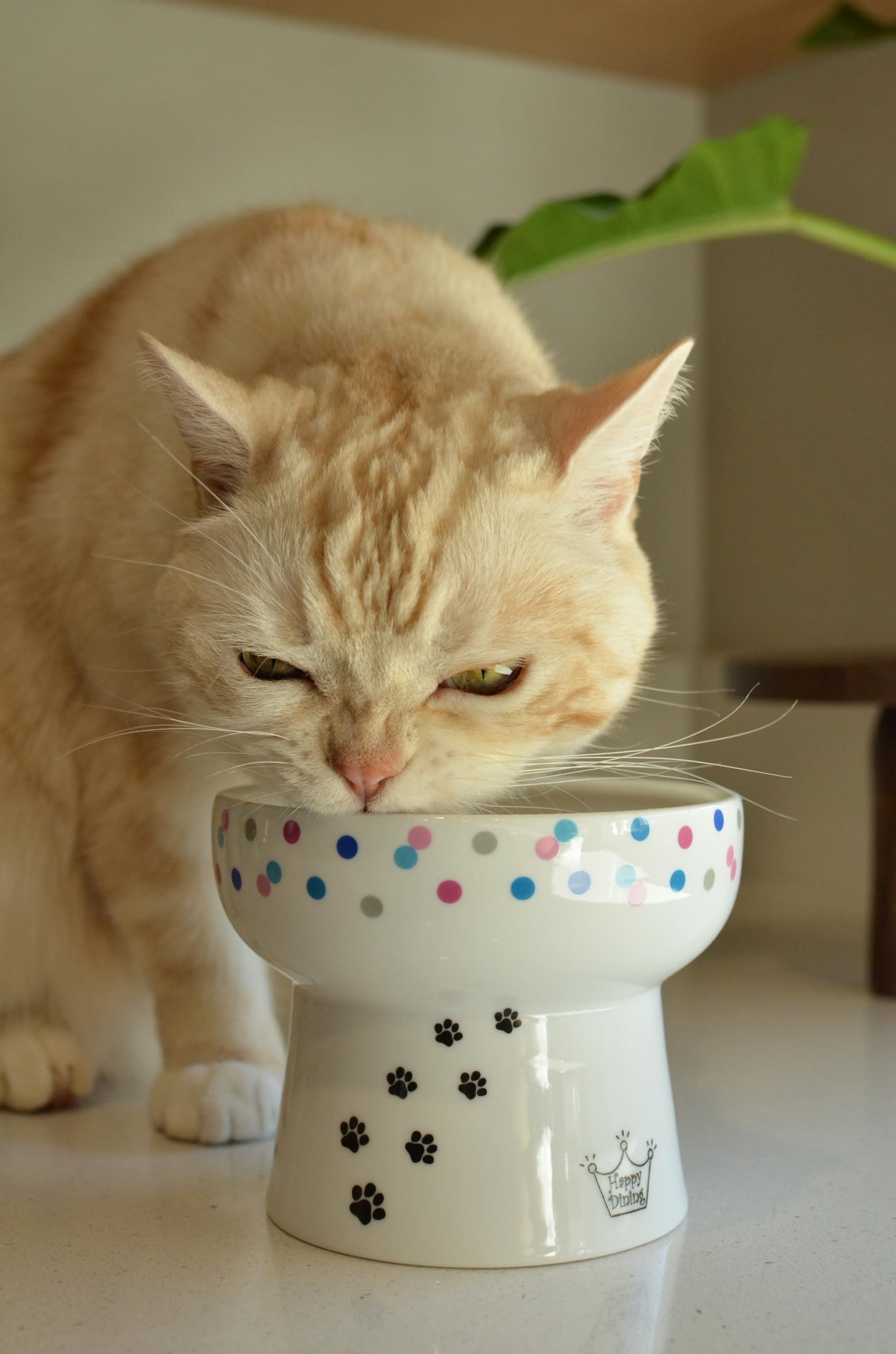 Necoichi Raised Cat Water Bowl, Elevated