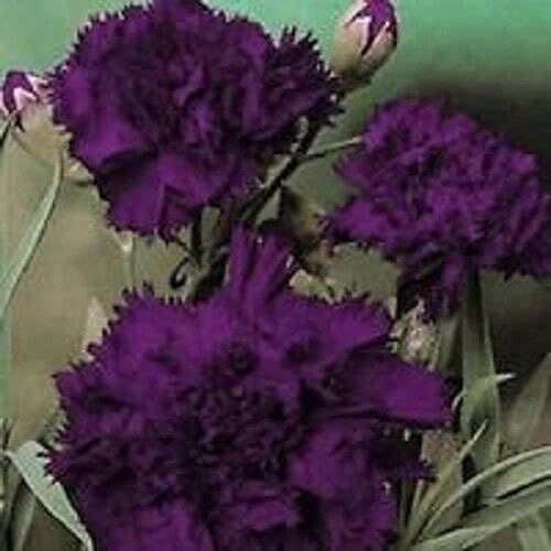 Miniatura 5 de CHUXAY GARDEN Semilla de clavel púrpura oscuro Dianthus Caryophyllus 100 semillas de flores moradas raras hermosas plantas en maceta de fácil cuidado