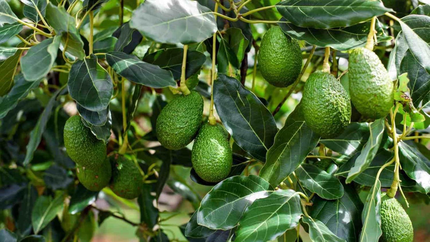 Lamb HASS Avocado Tree Seedling (Persea Americana), 8–12 Inch Live Plant – Natural Seed-Grown Variety, Late-Season Fruiting, Compact Growth Habit, Ideal for Outdoor Growing in USDA Zones 9–11