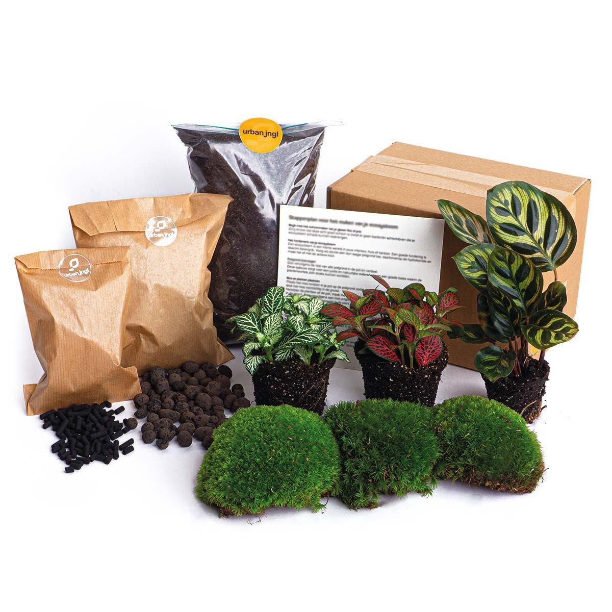 Terrarium Starterset mit Calathea, DIY Flaschengarten, Bunt, Set L/XL
