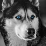 Eye-Catching Appeal. Husky Wallpaper