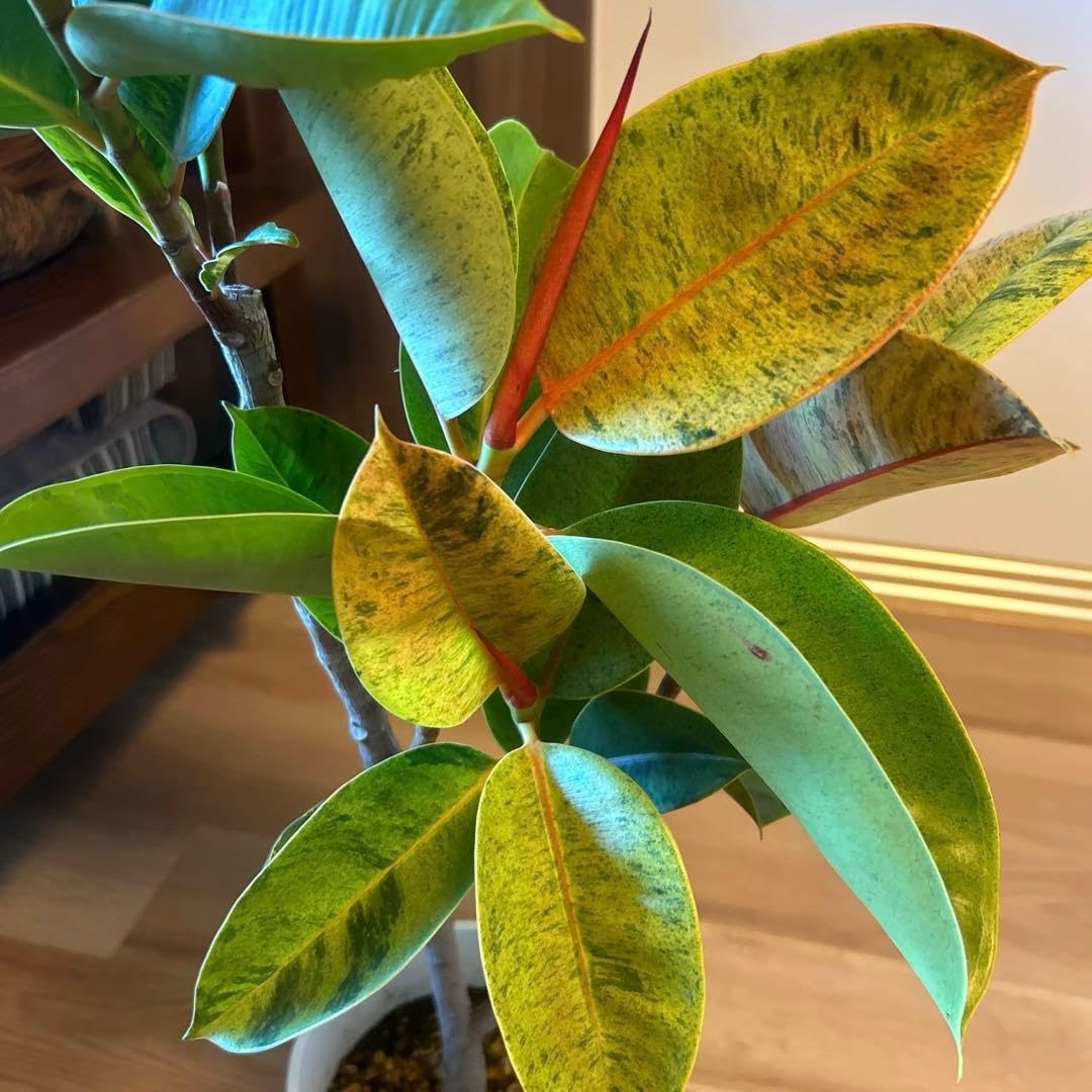 Amazon｜フィカス ジン 斑入り 観葉植物｜観葉植物 オンライン通販