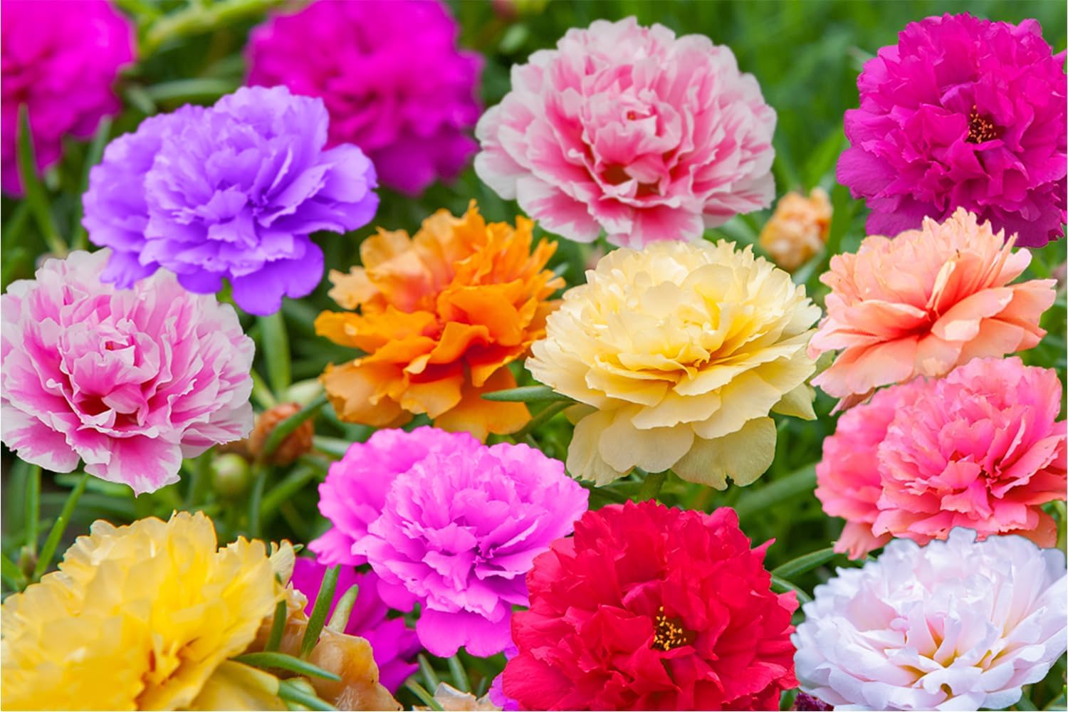 2000+ Moss Rose Seeds for Planting Outdoor Rare Purslane Seeds Succulent Ground Cover Plant Portulaca Oleracea Seeds
