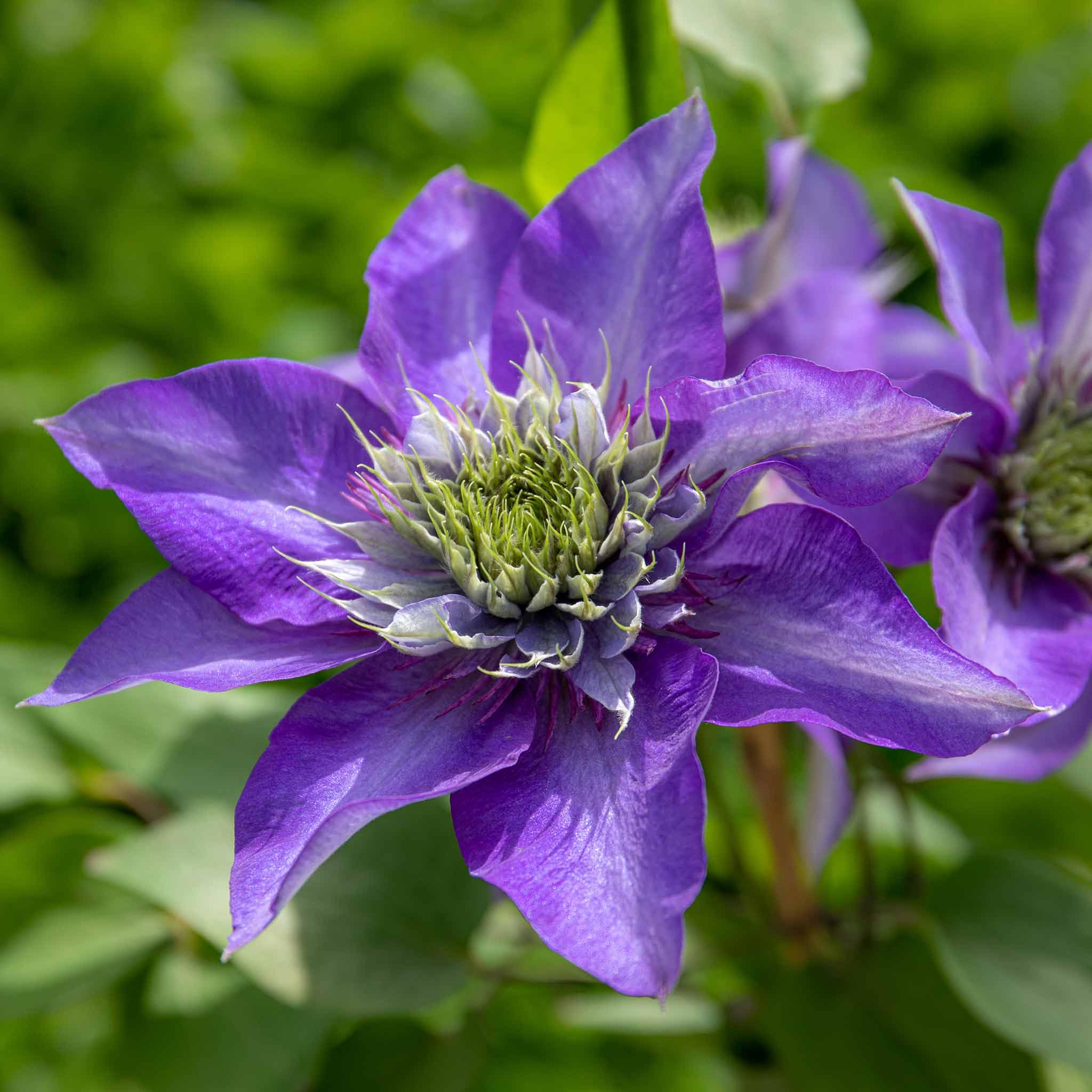 Marshalls Garden Clematis 'Multi Blue' - Large Navy-Blue Double Flowers