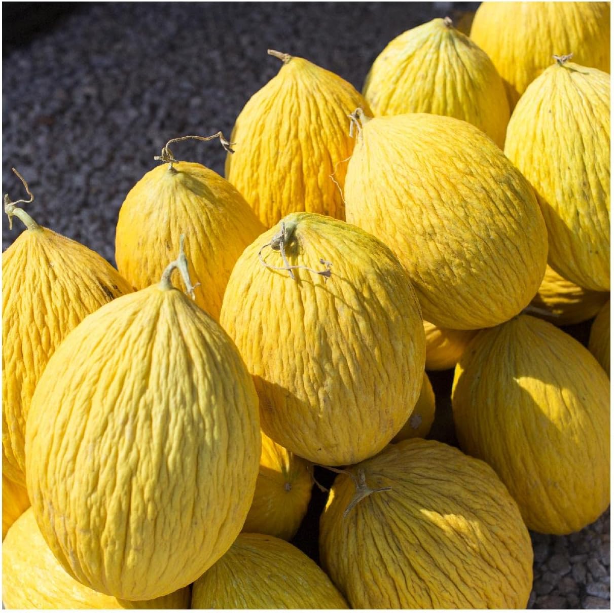 Everwilde Farms - 1 Lb Crenshaw Melon Seeds - Gold Vault