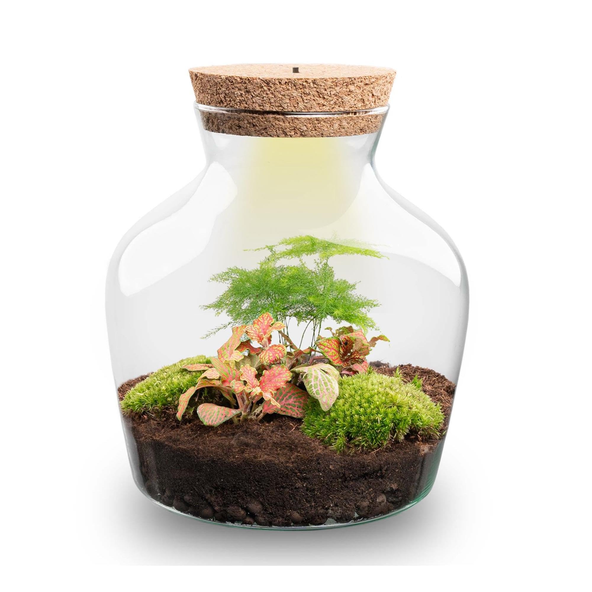 Terrario DIY de Cristal con Luz, Decoración de Interior, Ø 20 x 21.5 cm
