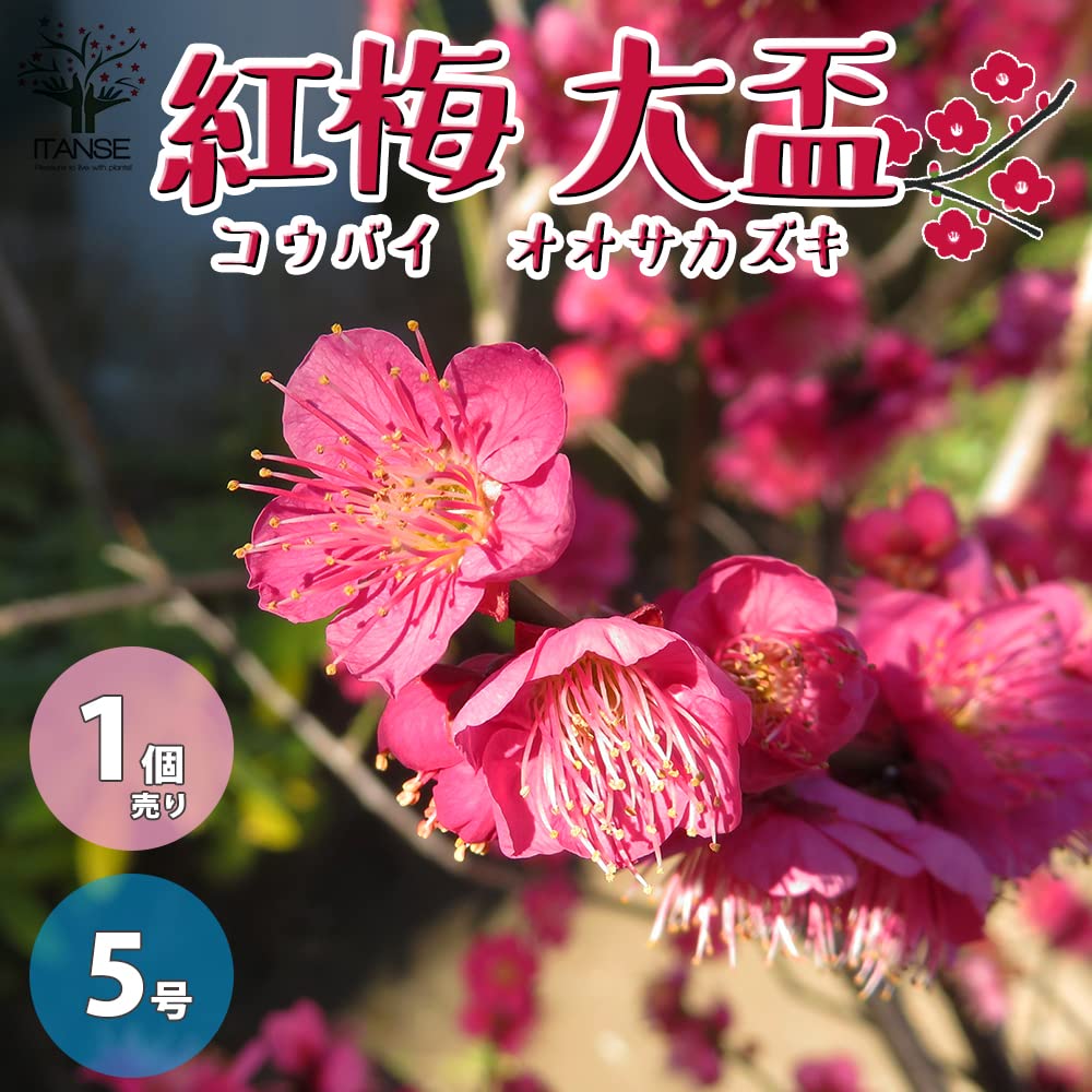Amazon.co.jp: 紅梅・大盃(オオサカズキ) 紅花一重咲き 盆栽仕立て 5号