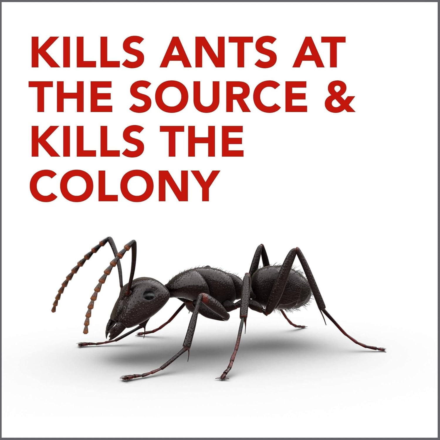 Raid Max Double Control Ant Baits, Household Use Defense System to Control Bugs, Dual Bait Technology 0.28 Ounce (Pack of 10)