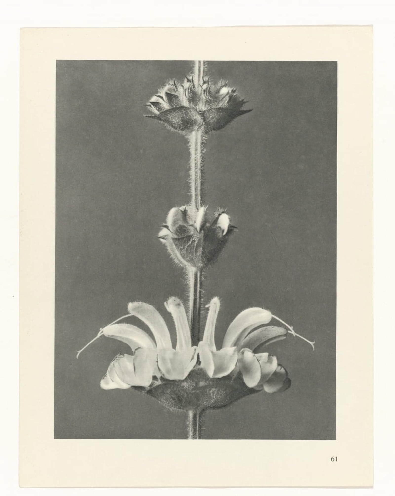Cuadro de lienzo botánico de Karl Blossfeldt para decorar tu salón de 60x90cm 5