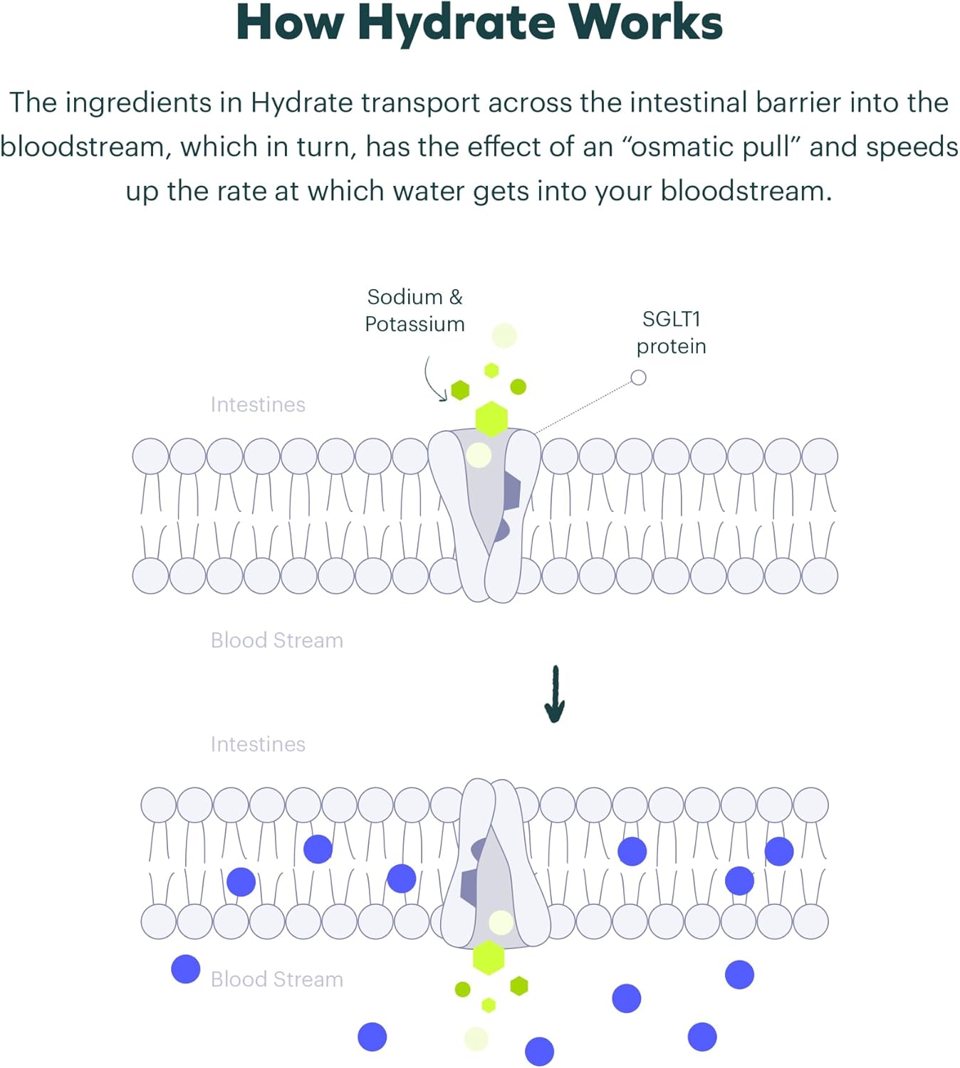 Cheers Classic Combo | Restore + Hydrate | Rehydrate & Feel Better After Drinking | DHM, L-Cysteine, B-Vitamins, Electrolytes | 12 Doses Each | Liver Support | Electrolyte Supplements - Image 3