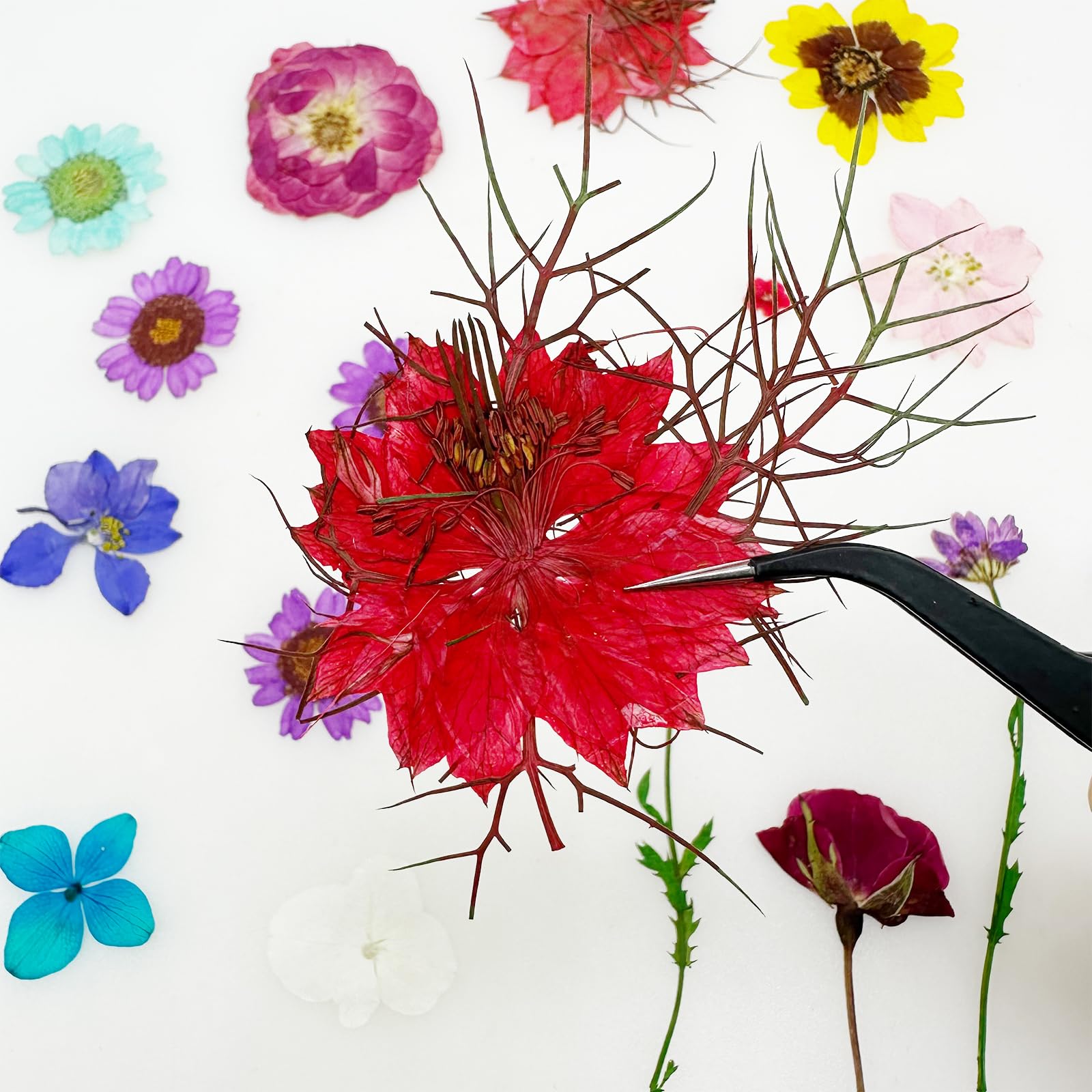Cayway 36 PCS Dried Pressed Flowers for Resin Mixed Color Real Pressed Flowers Dry Leaves Kit Natural Dried Pressed Leaves for Art Crafts Resin Scrapbook Supplies Soap Candle DIY - Image 4