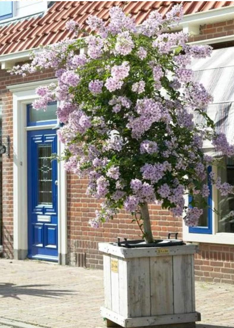 Brighter Blooms - Miss Kim Lilac Tree, 4-5 ft, No Shipping to AK, AZ, HI