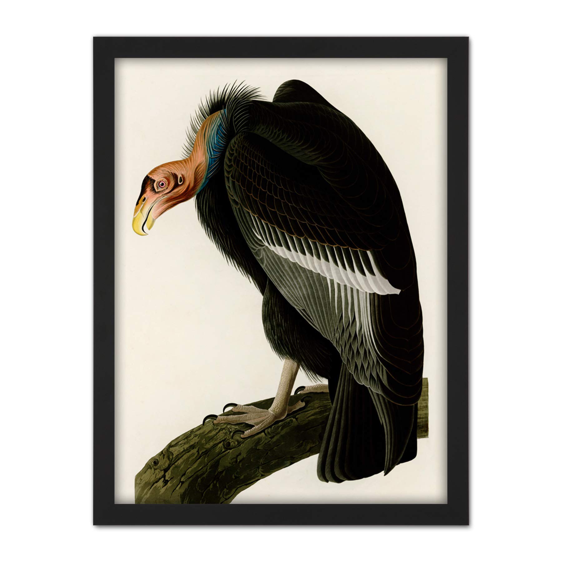 Artery8 Audubon Birds America Californian Vulture Artwork Framed Wall Art Print 18X24 Inch