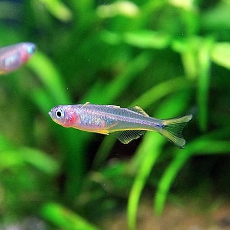 Amazon 熱帯魚 ポポンデッタ フルカタ ４匹 北海道 九州 沖縄航空便要保温 Charm チャーム 水槽 アクアリウム 通販