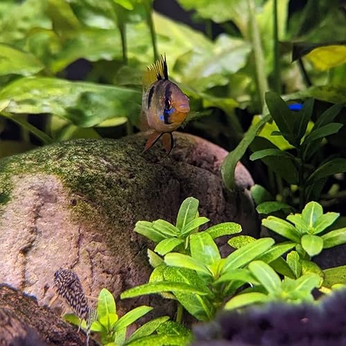 Miniatura 5 de Greenpro  Live Staurogyne Repens Porción Bolsa Cultivo de tejidos Plantas de acuario Midground para decoración de peceras