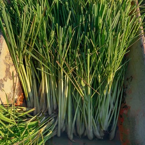 1 Big Lemon Grass Plants for Outside, Lemongrass Plants Live, No Pot, Well Rooted, Trim Back, Fresh Fragrant Lemon Grass Stalks Plants for Outside Live